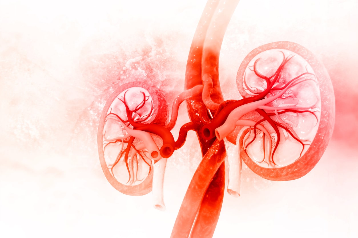 Kidney illustration