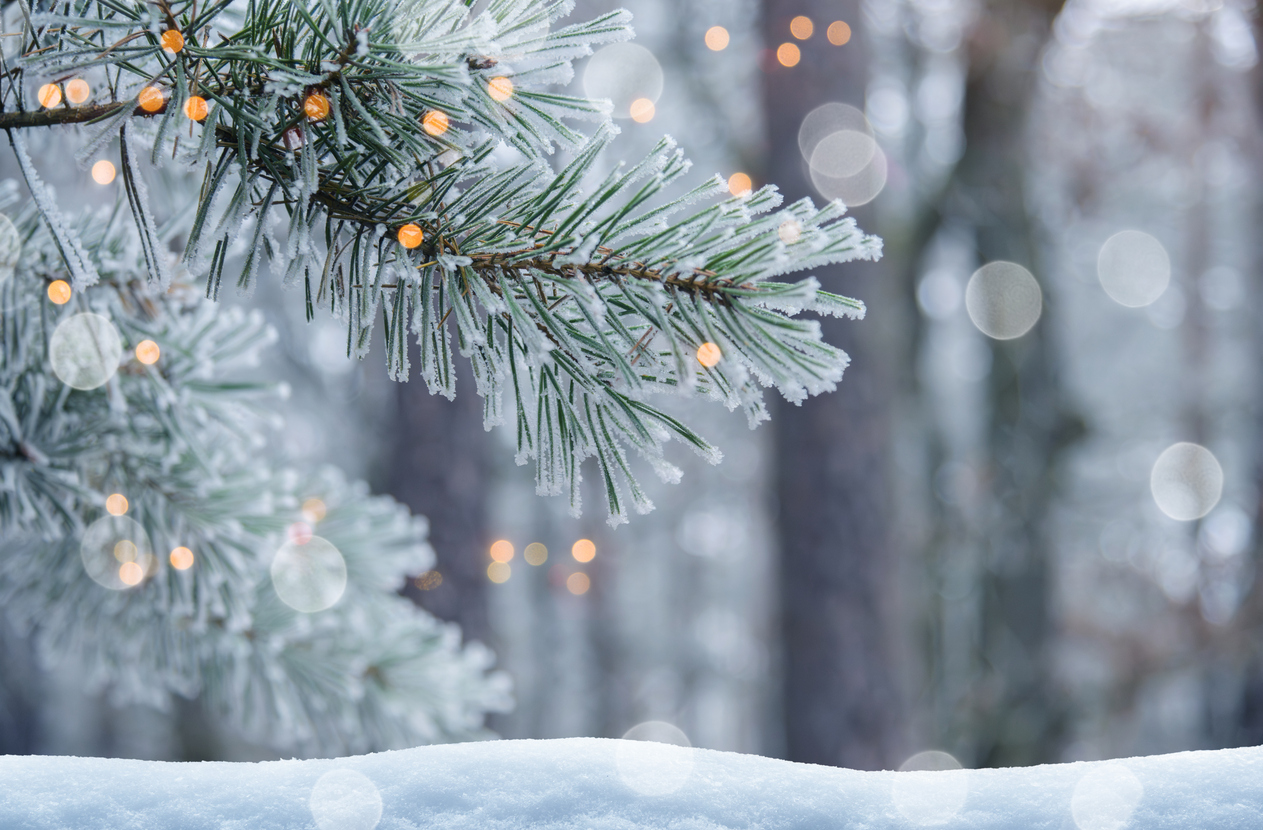 Frosted Tree Branches in a Quiet Winter Forest with defocused lights.