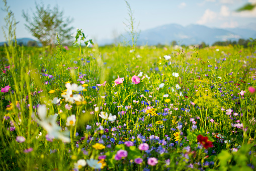 Spring flowers in a field.